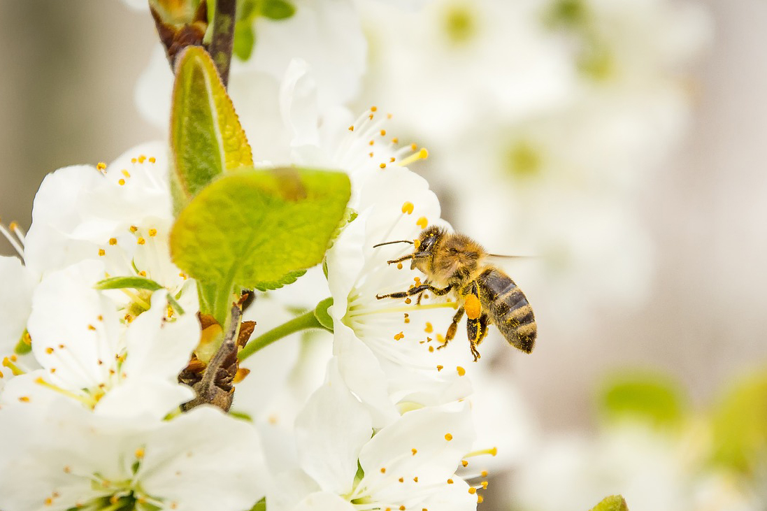 parrainage abeille le rucher du marandou dordogne Périgord
