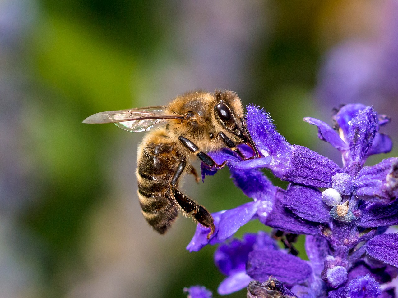 parrainage abeille2 le rucher du marandou