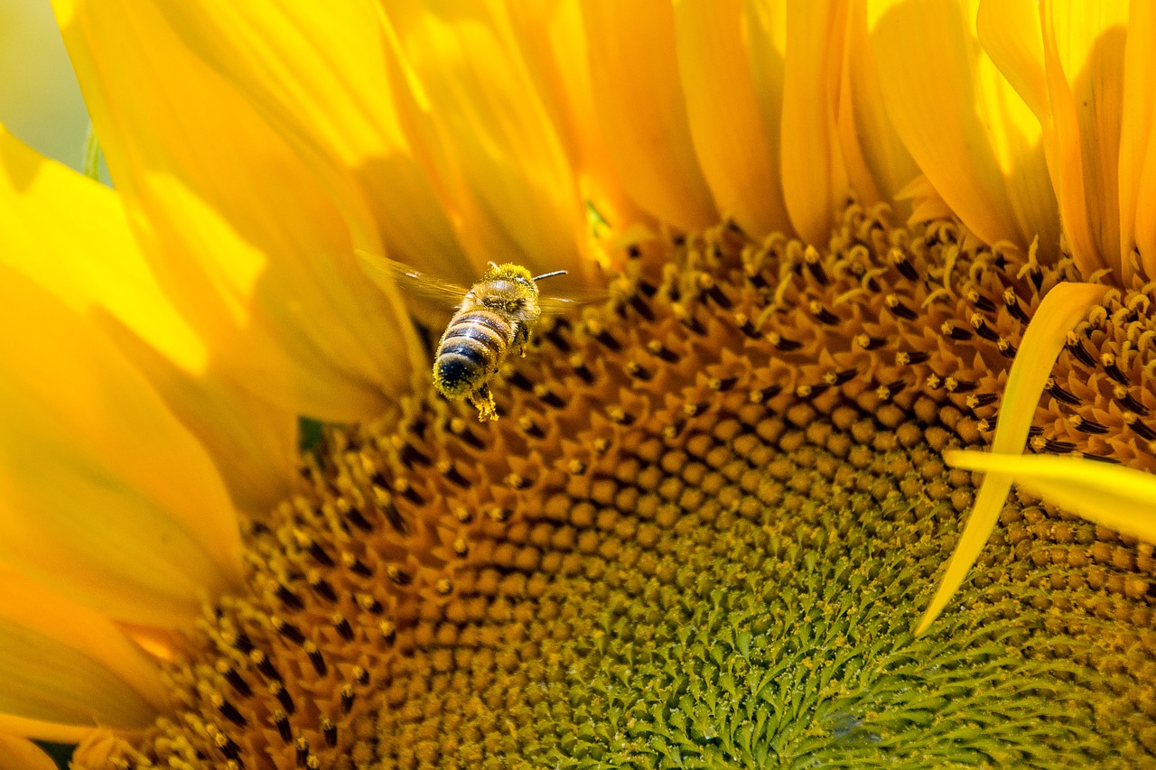 parrainage abeille le rucher du marandou