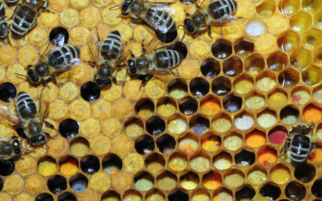 alvéoles d'abeilles le rucher du marandou dordogne Périgord Abeille Rucher du Marandou miel ruche apiculture fleur dordogne périgord bienvenue à la ferme