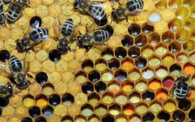 Concours photo 2018 : mettons l’abeille à l’honneur