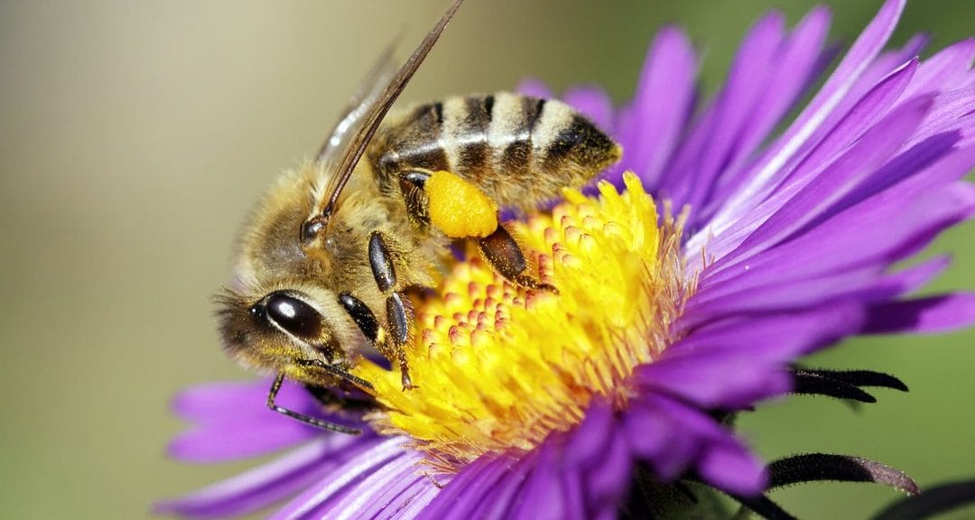 Abeille Rucher du Marandou miel ruche apiculture fleur Dordogne Périgord bienvenue à la ferme