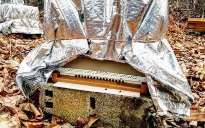 Trouver des solutions pour sauver nos abeilles…