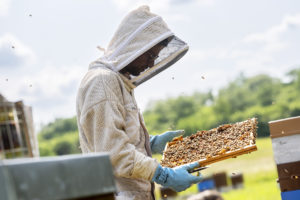 Apiculteur du Périgord manipulant un cadre de ruche lors de la récolte du miel artisanal