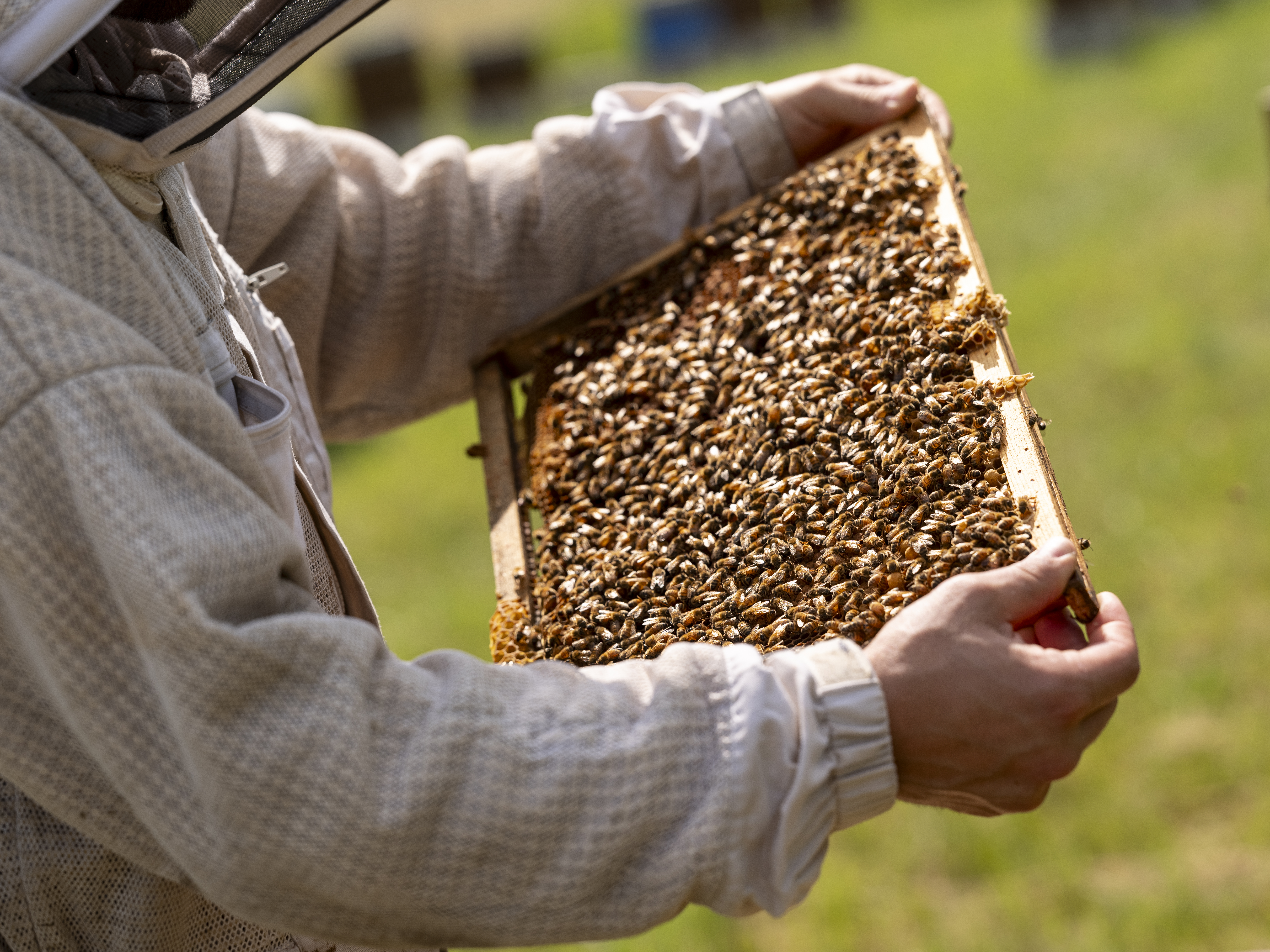 Acheter un essaim d’abeilles : tout ce qu’il faut savoir