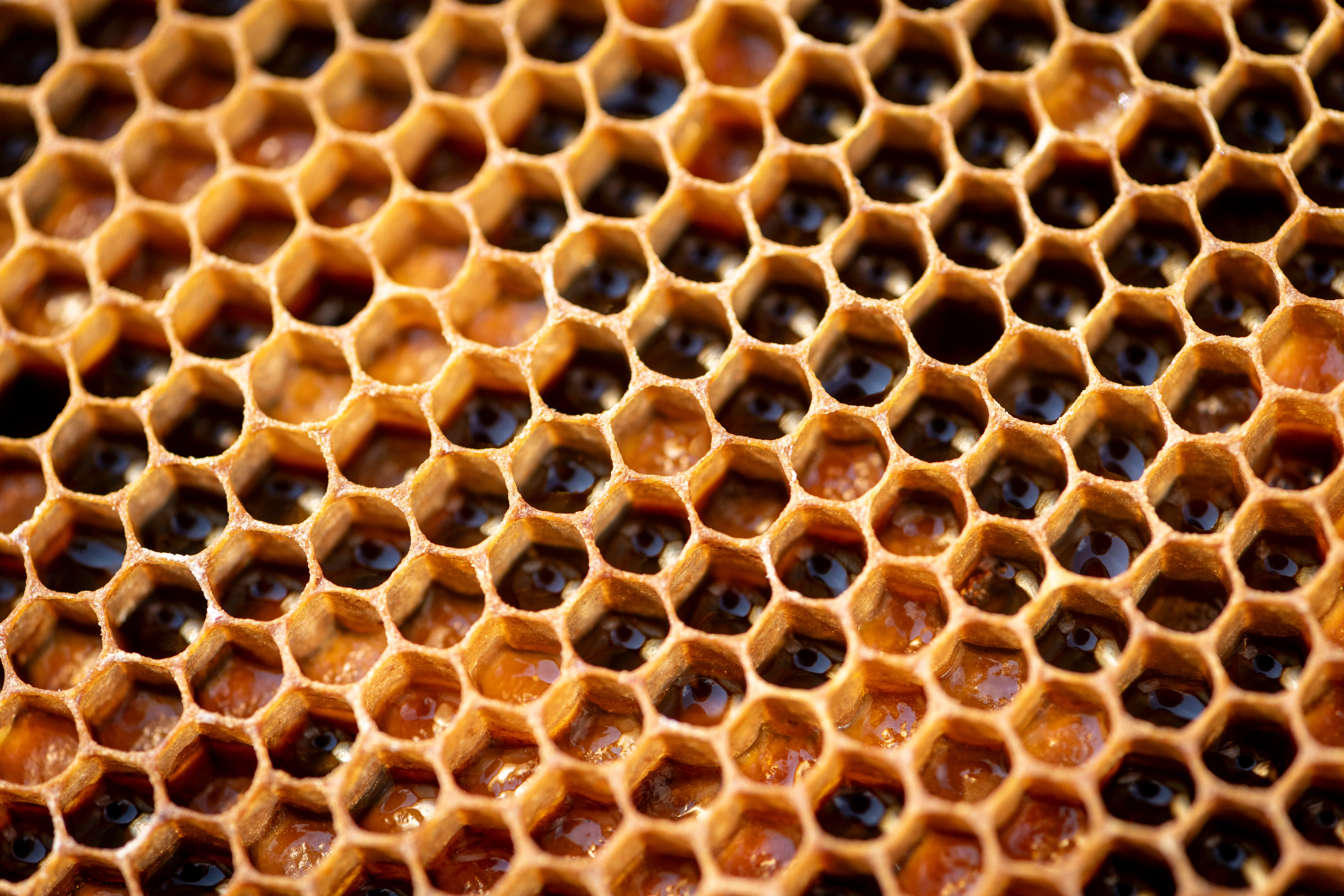 Pourquoi le miel cristallise ? Tout savoir sur ce phénomène naturel
