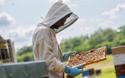 Pourquoi choisir du miel artisanal plutôt que du miel industriel ?