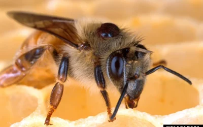 Varroa destructor : le guide expert 2025 pour les apiculteurs en France