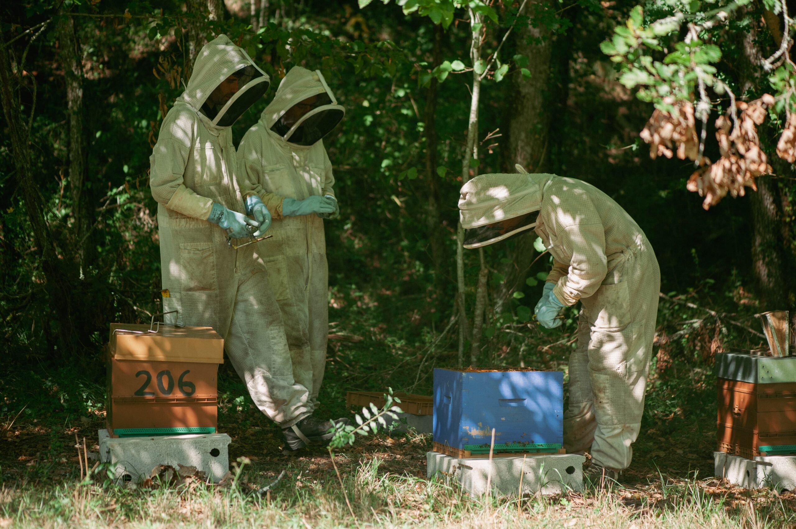 Apiculteur du Périgord manipulant un cadre de ruche lors de la récolte du miel artisanal