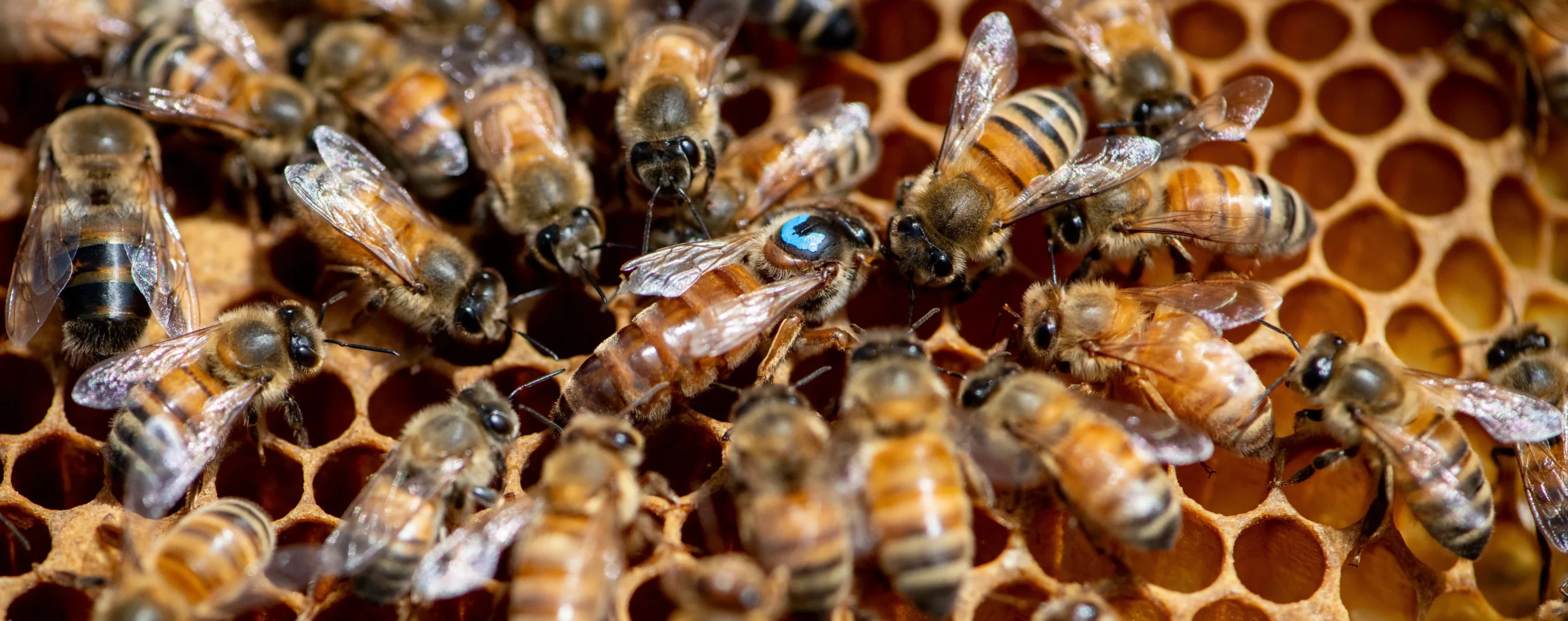 Combien de temps vivent les abeilles ?