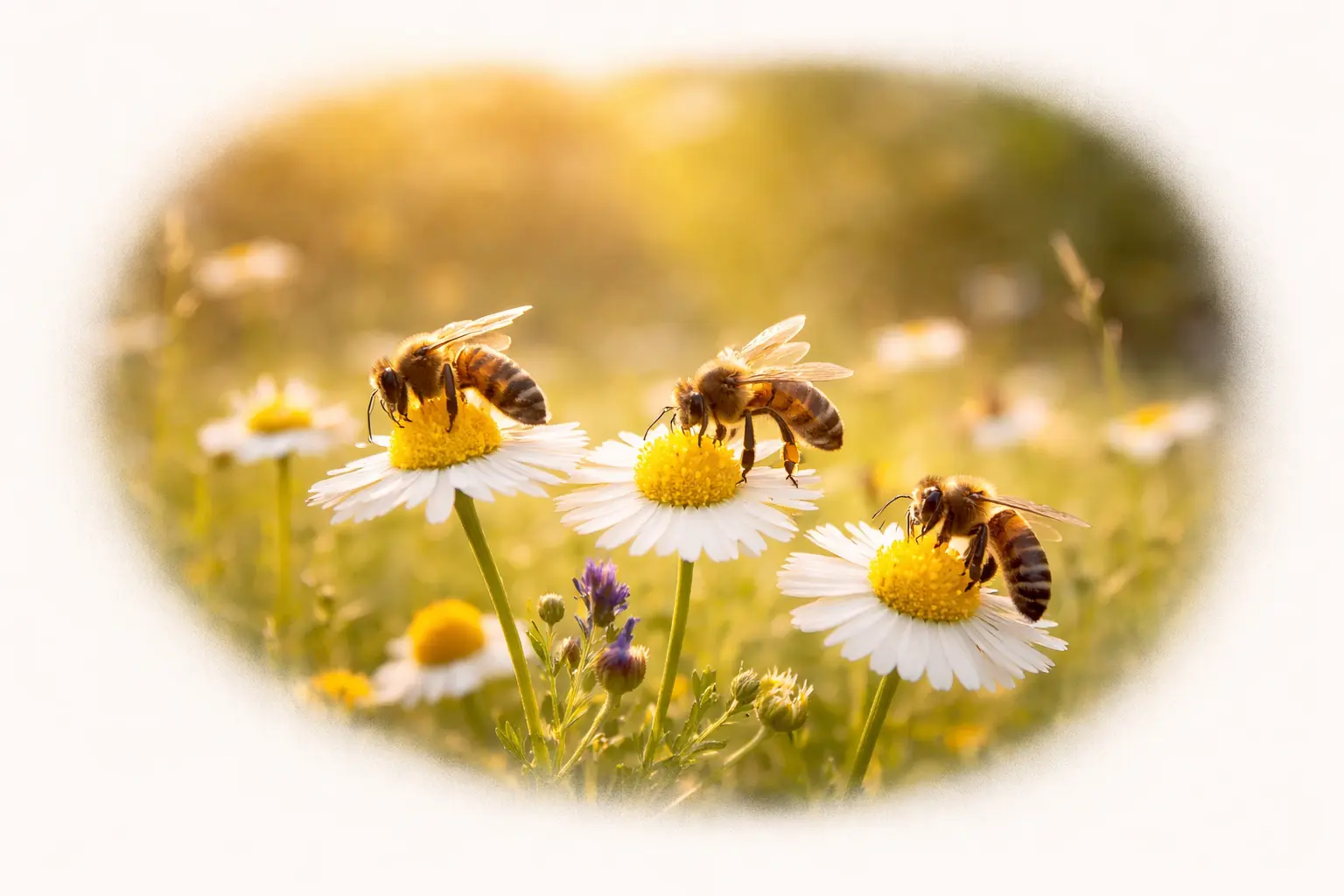 Abeilles butinant des fleurs dans une prairie – illustration du circuit court du miel