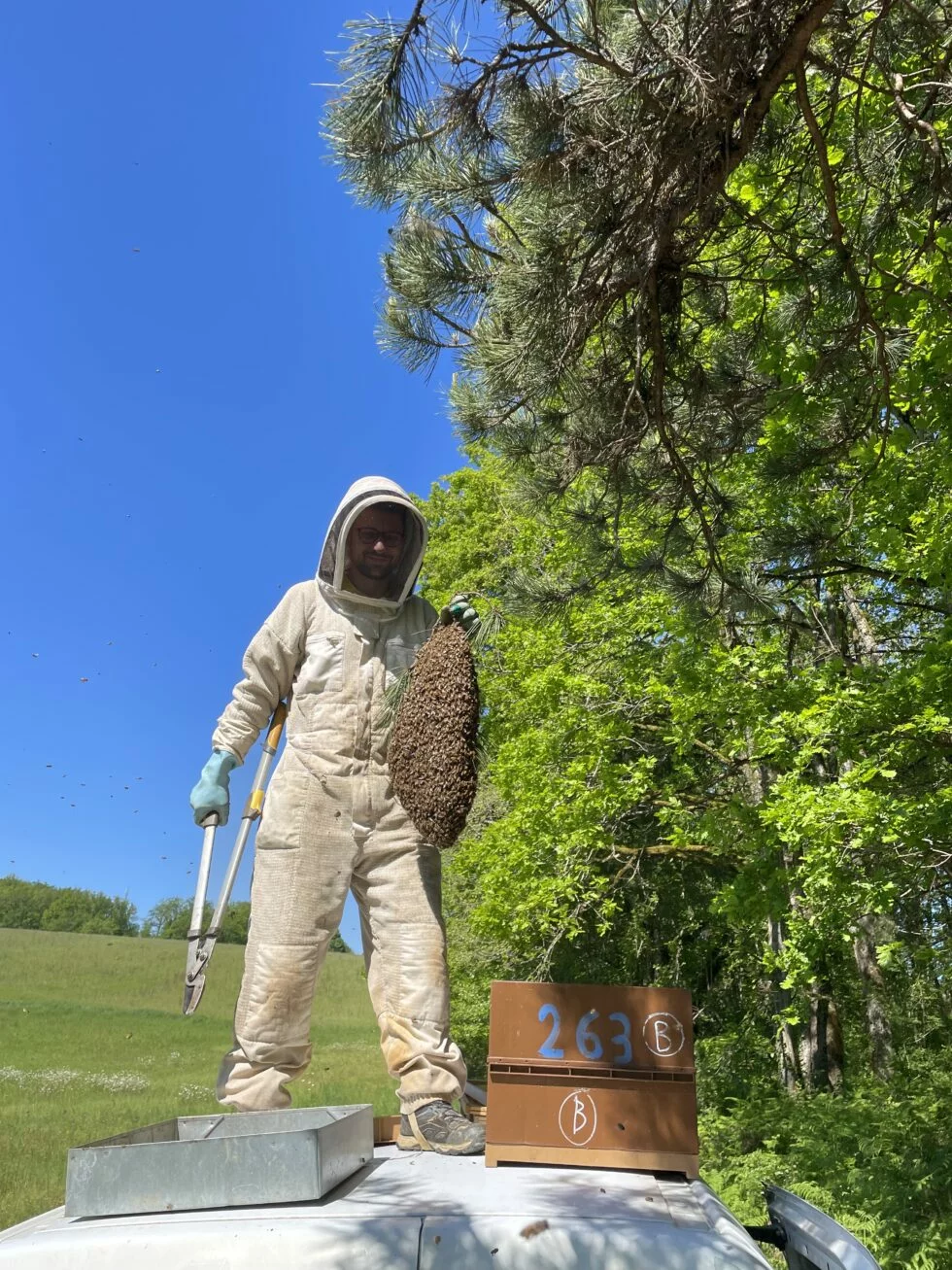 Récupération d’un essaim d’abeilles par un apiculteur Apiculteur récupérant un essaim d’abeilles dans un arbre en Dordogne