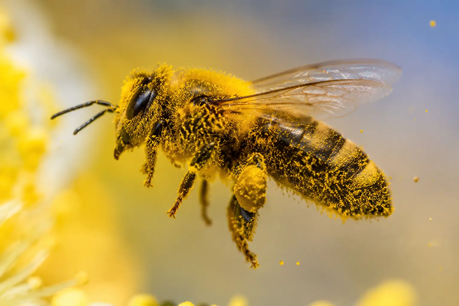Abeille en vol recouverte de grains de pollen microscopiques