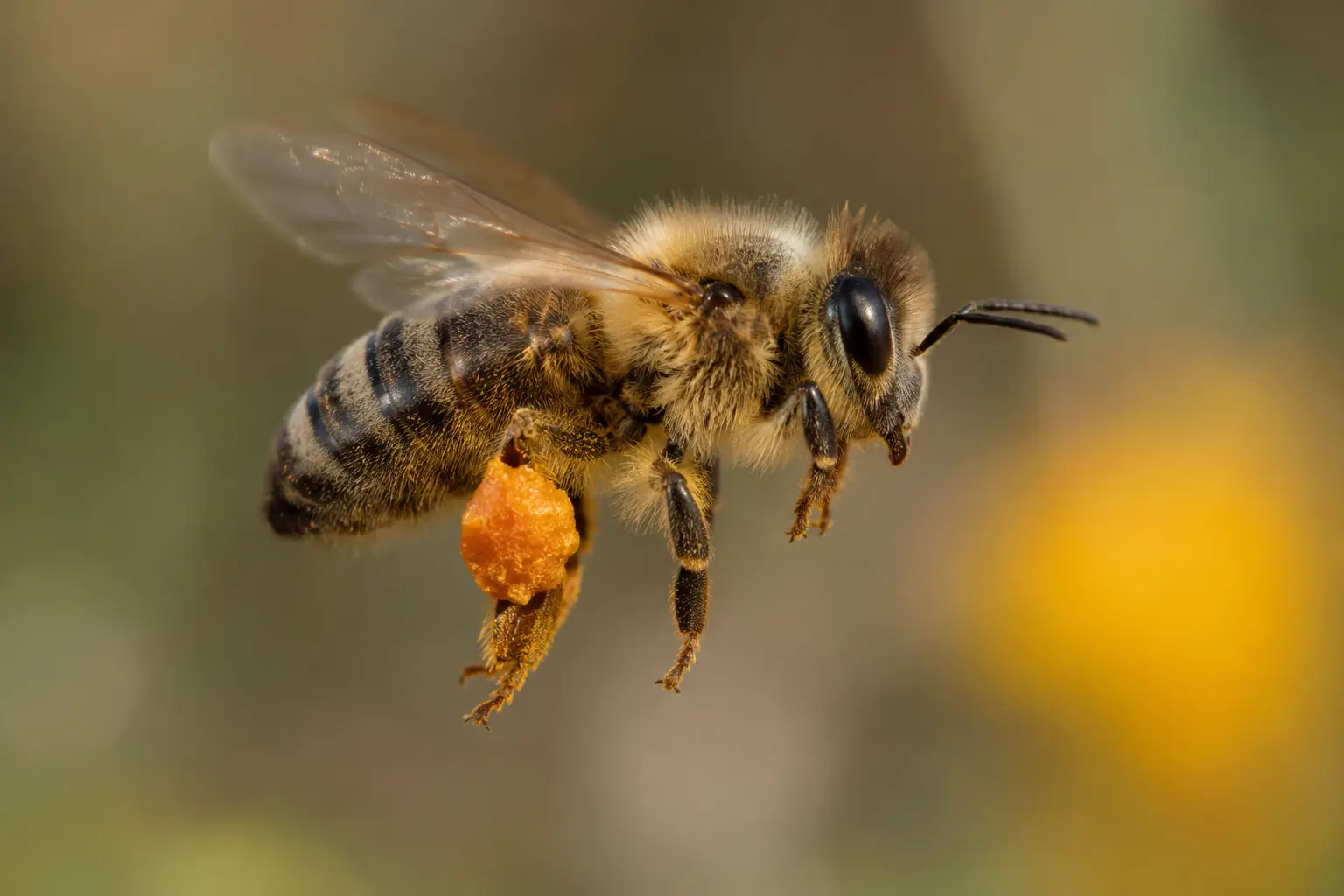 Abeille transportant une pelote de résine pour fabriquer la propolis