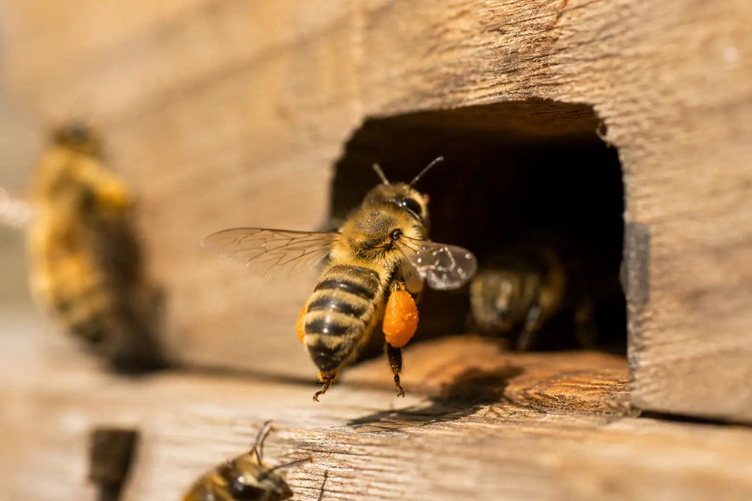 Abeille entrant dans la ruche avec des pelotes de pollen orange sur ses pattes arrière