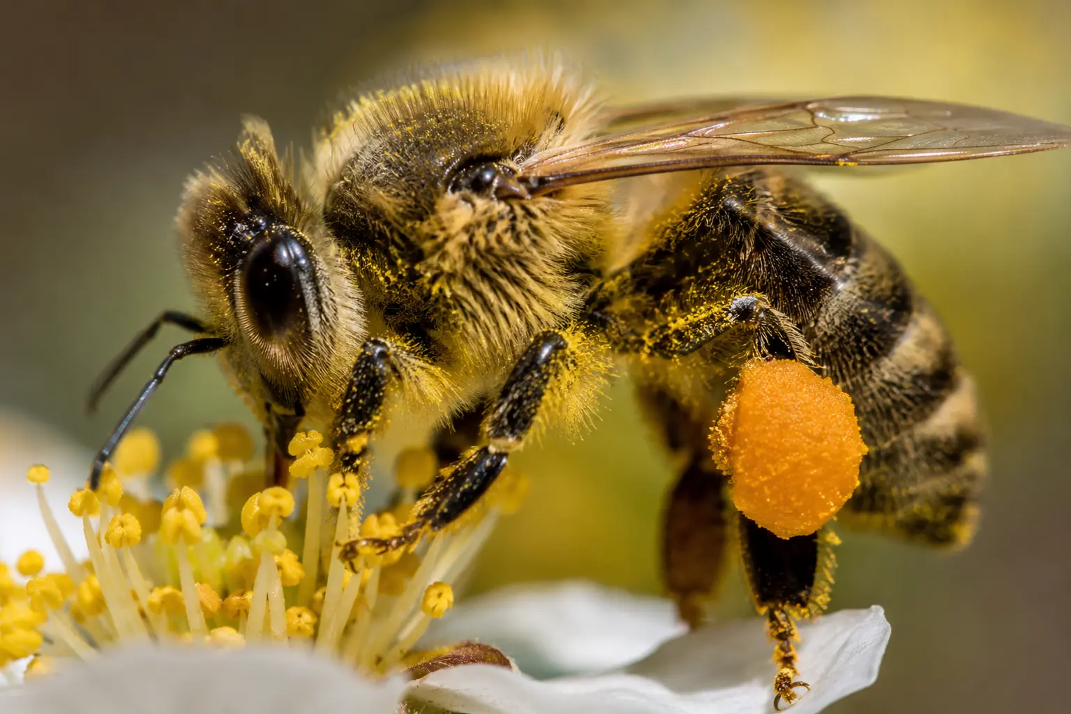 Gros plan sur une abeille transportant une pelote de pollen orange sur sa patte arrière