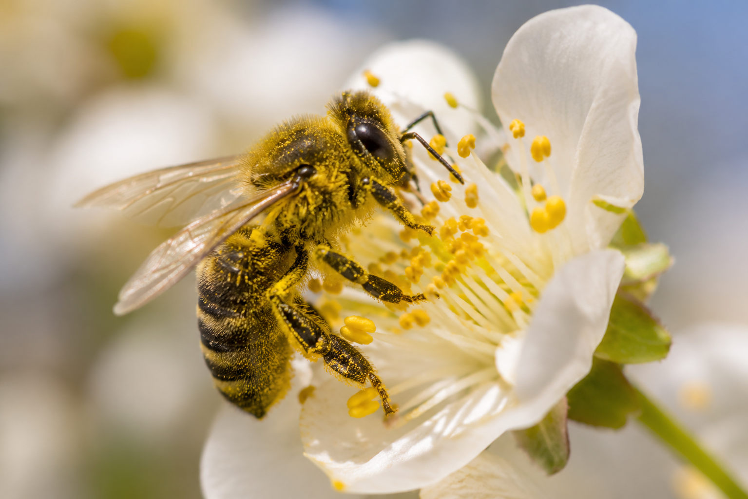 Abeille recouverte de pollen butinant une fleur blanche au printemps