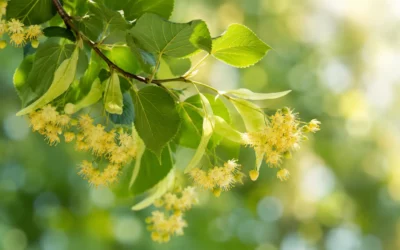 Quels sont les bienfaits du miel de tilleul ? Guide complet d’un apiculteur