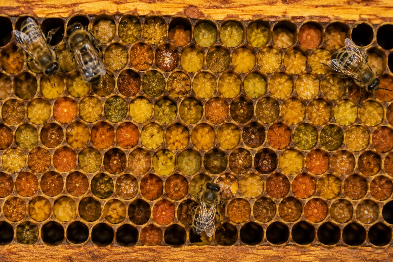 Cadre de ruche contenant du pain d’abeille stocké dans les alvéoles
