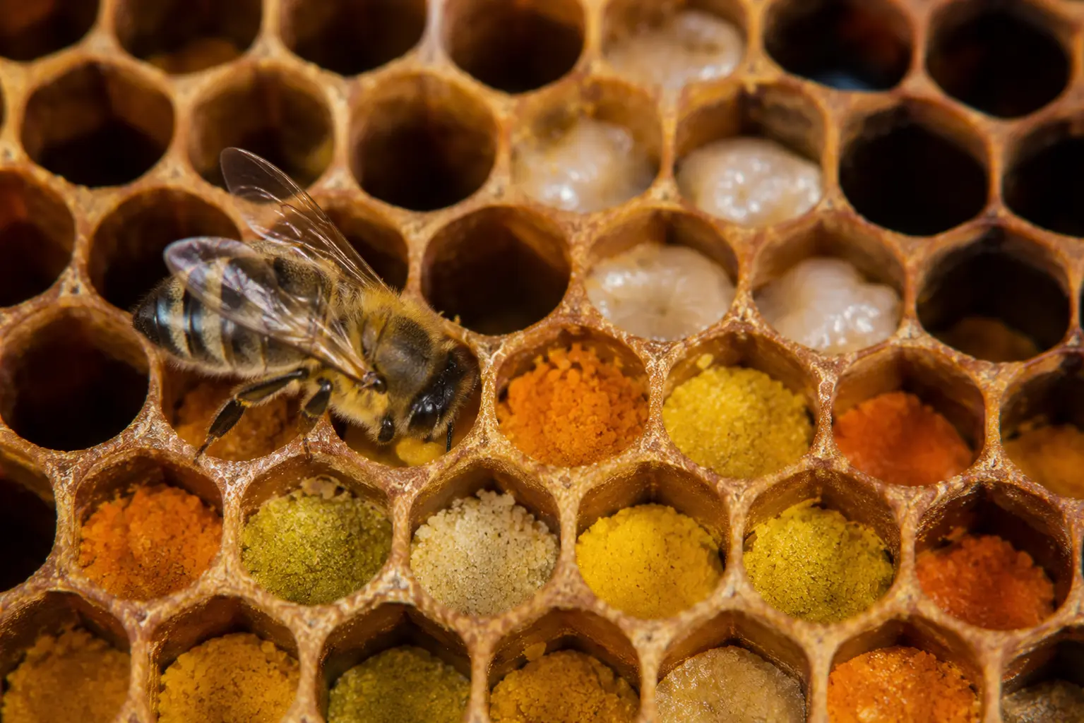 Abeille stockant du pollen coloré dans les alvéoles d’un rayon de ruche