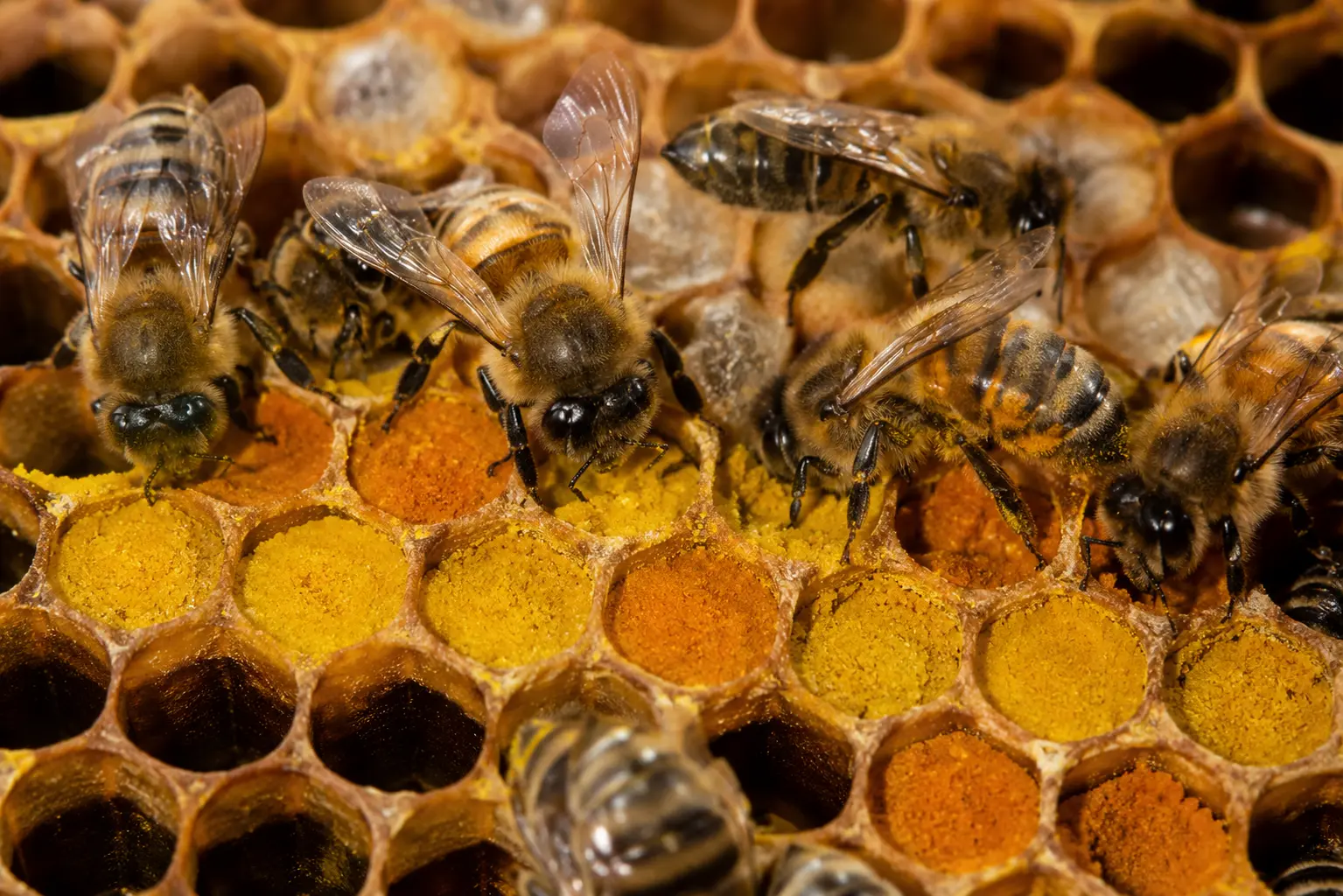 Abeilles compactant le pollen dans les alvéoles d’un rayon de ruche