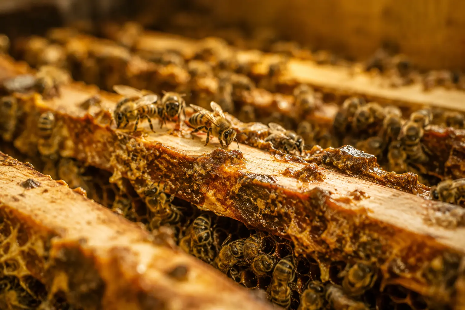 Abeilles appliquant de la propolis sur des cadres à l’intérieur de la ruche