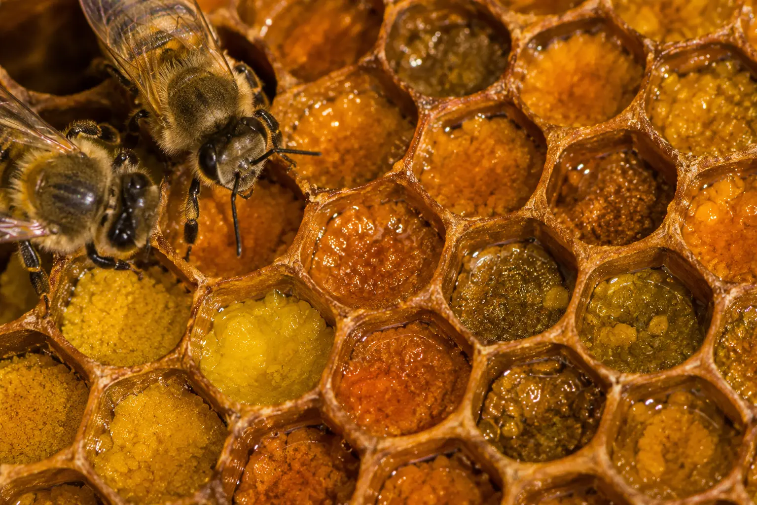 Fermentation naturelle du pollen dans les alvéoles d’un rayon de ruche